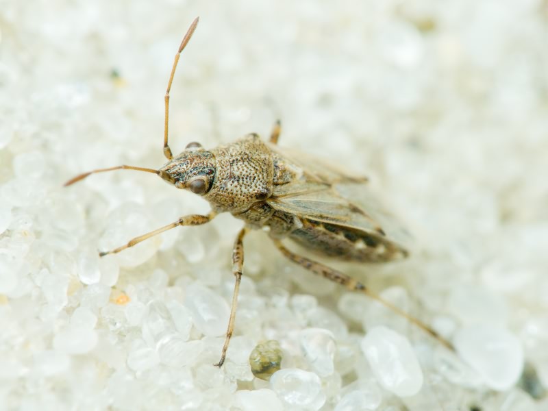 Nysius helveticus (Herrich-Schäffer, 1850)